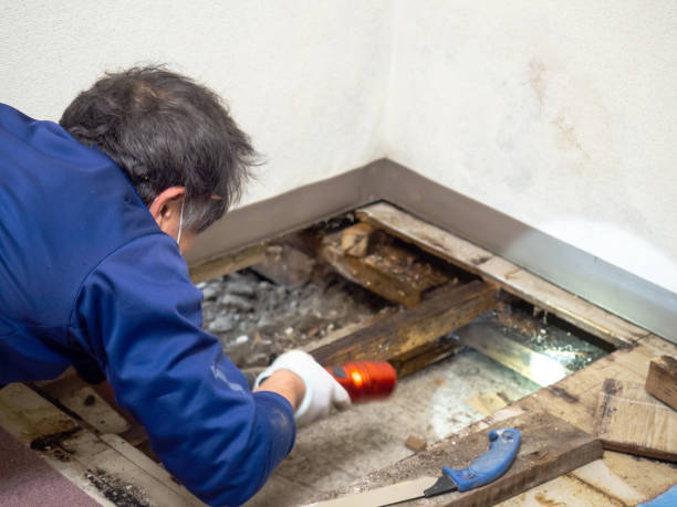 Best Mold Remediation Experts  in Viola, NY