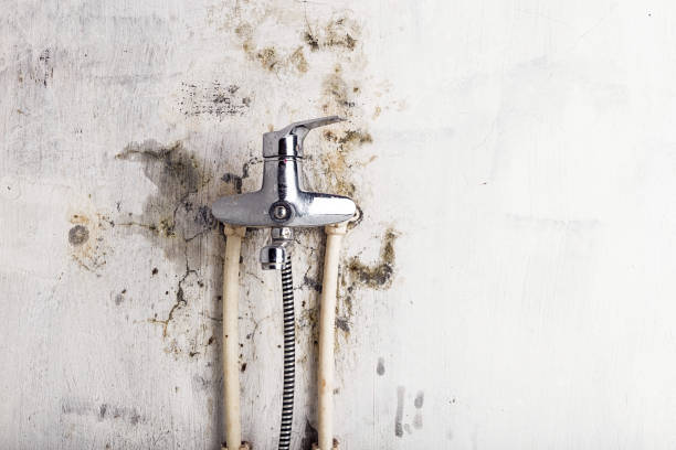 Best Toxic Mold Removal  in Viola, NY