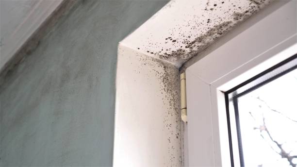 Mold Testing and Removal in Viola, NY