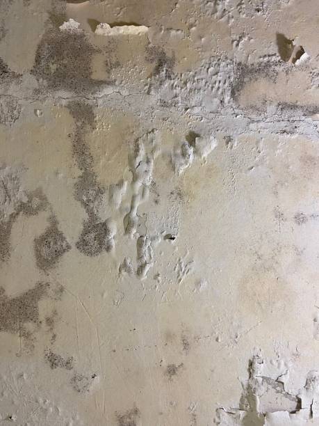 Best Fast Mold Removal  in Viola, NY