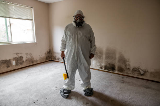 Best Mold Testing and Removal  in Viola, NY