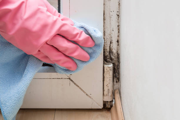 Best Mold Damage Repair  in Viola, NY